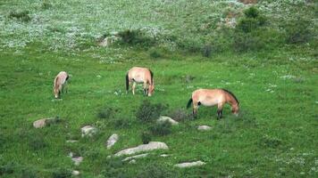 sauvage Przewalski les chevaux dans Naturel habitat dans le la géographie de Mongolie video