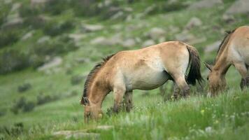 vild przewalski hästar i verklig naturlig livsmiljö miljö i de bergen av mongoliet video