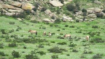 sauvage Przewalski les chevaux dans réel Naturel habitat environnement dans le montagnes de Mongolie video