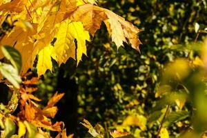 colección de hermosa vistoso otoño hojas, verde, amarillo, naranja, rojo foto