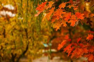 colección de hermosa vistoso otoño hojas verde, amarillo, naranja, rojo foto