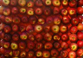 red ripe apples in bushel baskets at the farmer's market photo