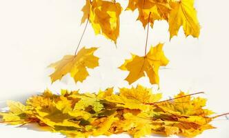 Autumn colored falling maple leaves isolated on white background photo