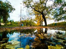 bosque en el Mañana con arboles reflexión en un charco foto