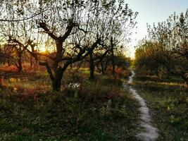 Dom brillante mediante el arboles en un camino en un dorado bosque paisaje ajuste durante el otoño estación. foto