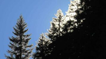 Dom rayos de luz de sol entre el Nevado pino árbol hojas video