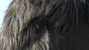 Fur of long haired black live animal video