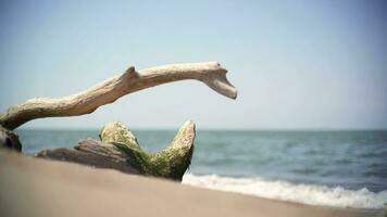 asciutto albero tronco su il mare spiaggia video