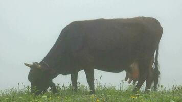 vaca pasto en lluvioso prado video