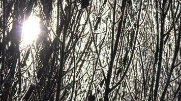 Rime Ice Crystals and Hoar Frosts on Leafless Tree Branches in Sunlight video