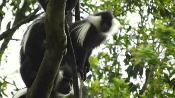 zwart wit colobus aap en colobi apen Bij natuurlijk milieu Aan regenwoud bomen in Afrika video