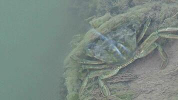 Crab in Muddy Turbid Water video