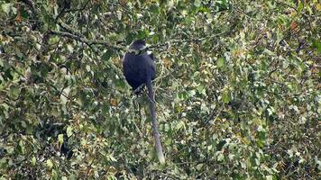 negro blanco colobo mono y colombino monos a natural ambiente en selva arboles en África video