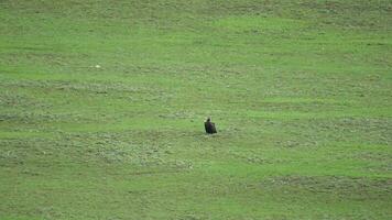 une gratuit sauvage vautour dans vert Prairie video