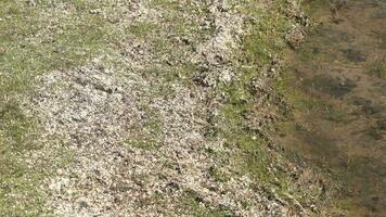 White Dry Moss Leaves and Green Herbs on the Calm Lake Shore video