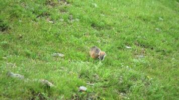 naranja piel suelo ardilla en un prado cubierto con verde Fresco césped video