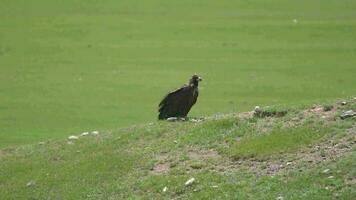gratuit sauvage vautour dans Naturel environnement habitat video