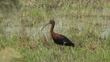 naturlig verklig vild brun glansig ibis med lång och böjd näbb video