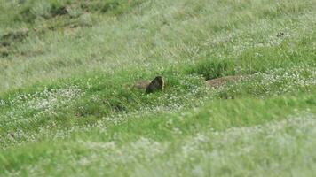 Real Wild Marmot in a Meadow Covered With Green Fresh Grass video