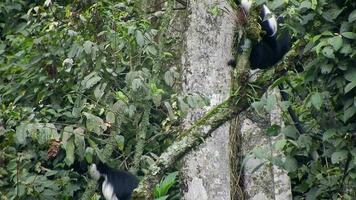 negro blanco colobo mono y colombino monos a natural ambiente en selva arboles en África video