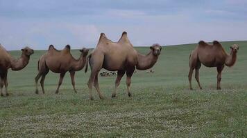 Herd of Wild Camel Free Roaming Freely in Steppe of Asia video