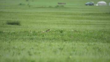 echt wild marmot in een weide gedekt met groen vers gras video