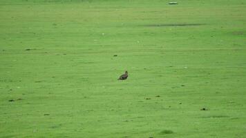 salvaje águila sentado en vasto verde prado video
