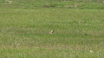 Ground Squirrel in Grassland video