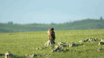 sauvage Aigle perché pierre dans vaste vert Prairie video