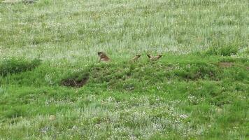 vero selvaggio marmotta nel un' prato coperto con verde fresco erba video