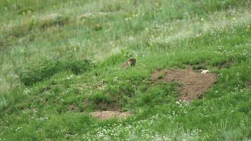 echt wild Murmeltier im ein Wiese bedeckt mit Grün frisch Gras video