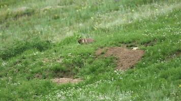 vero selvaggio marmotta nel un' prato coperto con verde fresco erba video