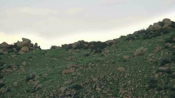 mandria di selvaggio cervo su roccioso montagna cresta video