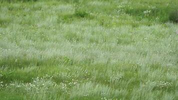 vero selvaggio marmotta nel un' prato coperto con verde fresco erba video