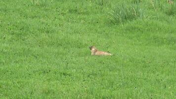 Real Wild Marmot in a Meadow Covered With Green Fresh Grass video