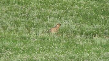 vero selvaggio marmotta nel un' prato coperto con verde fresco erba video