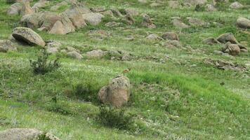 real selvagem marmota dentro uma Prado coberto com verde fresco Relva video