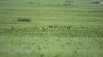 echt wild marmot in een weide gedekt met groen vers gras video