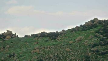 Herd of Wild Deer on Rocky Mountain Ridge video