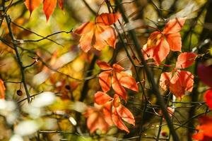 autumn leaves, very shallow focus photo