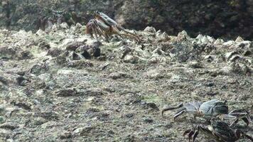 Crabs on a stone on the coast, close up. Crabs in Asia. Tropical crab video