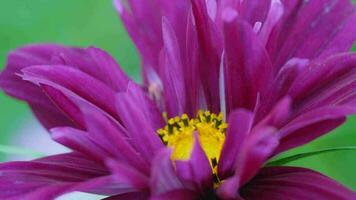 Pink Cosmeya Flower, close up. Terry flower Kosmeya. Ant on a flower, concept summer, nature video