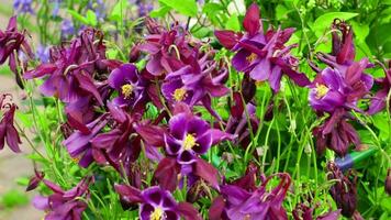 Purple flower aquilegia. Blooming summer garden video