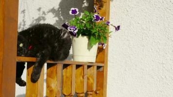 Black cat sits outdoors in the garden video