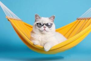 Cute white british cat wearing sunglasses on yellow fabric hammock, isolated on blue background. photo