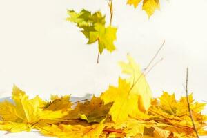 otoño de colores que cae arce hojas aislado en blanco antecedentes foto