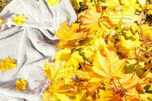 autumn background with yellow leaves and a cozy plaid photo