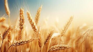 Wheat field. Web banner with copy space. Generative AI photo