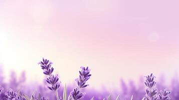 Lavender field. Web banner with copy space. photo