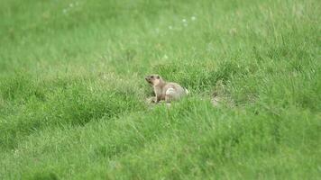 echt wild Murmeltier im ein Wiese bedeckt mit Grün frisch Gras video